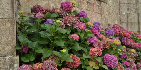 Kdy transplantovat zahradní fréz, miscelred na jiném místě